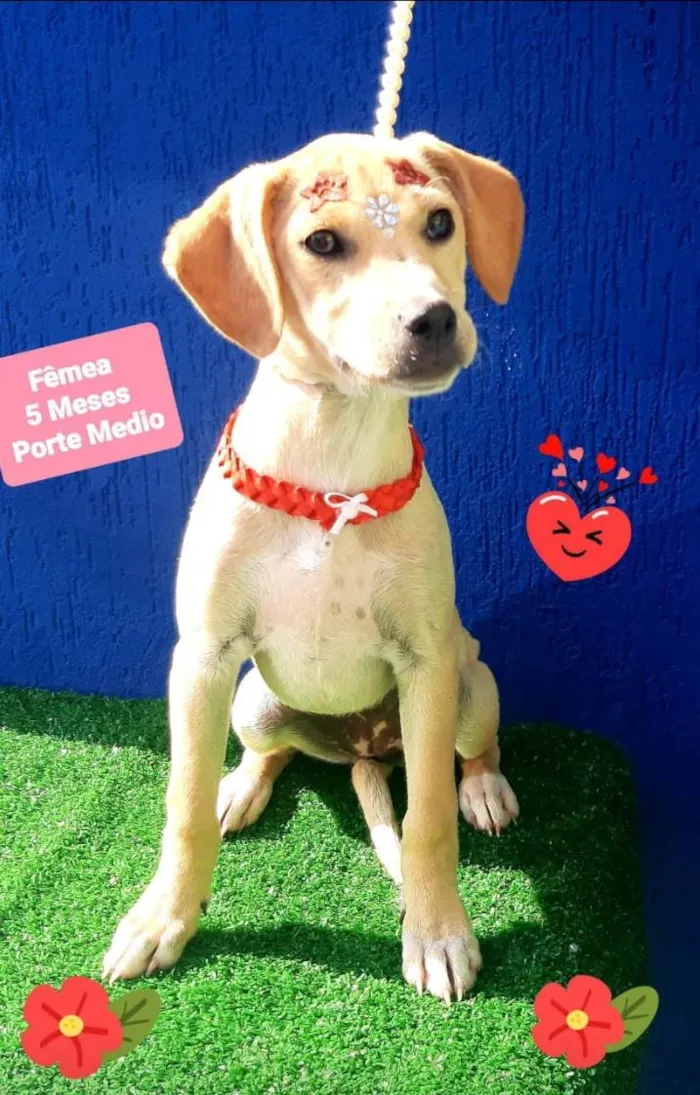 Cachorro raça Srd idade 2 a 6 meses nome Grace