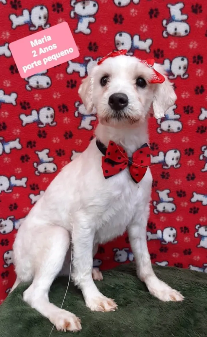 Cachorro raça Srd idade 2 anos nome Maria 