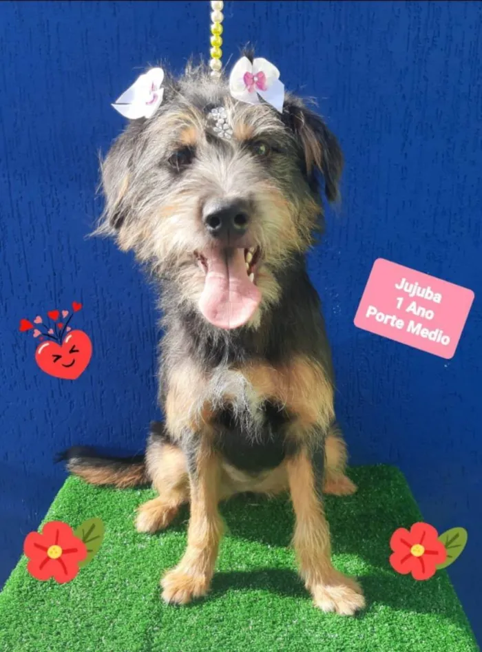 Cachorro raça Srd idade 1 ano nome Jujuba