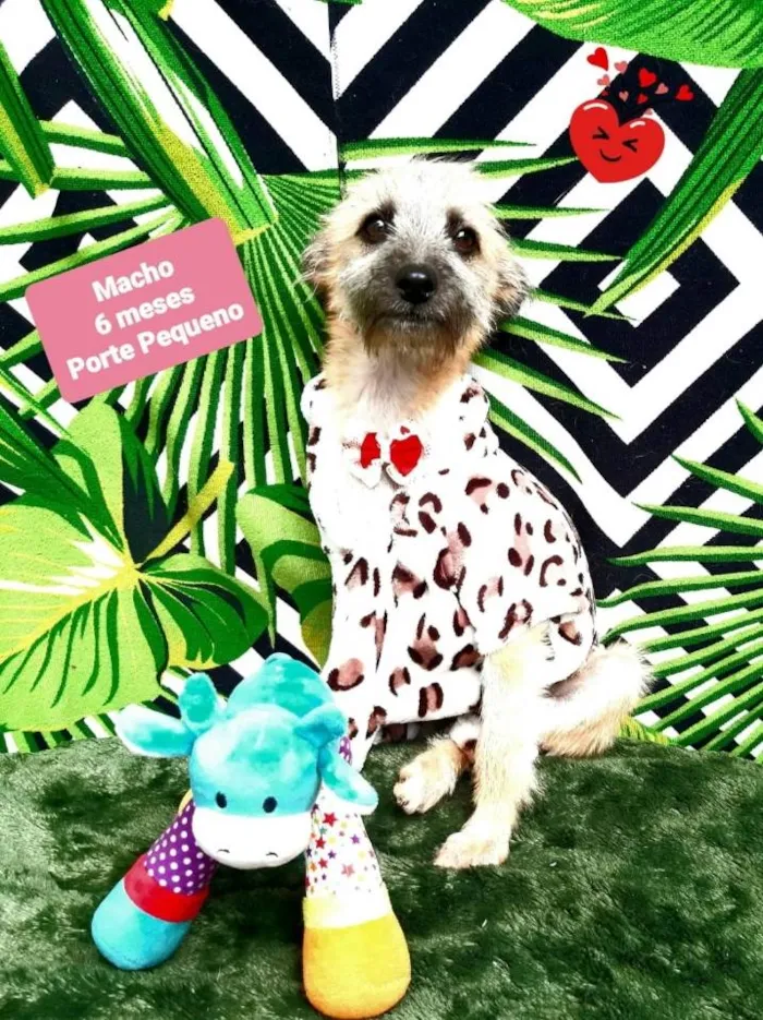 Cachorro raça Srd idade 2 a 6 meses nome Luis