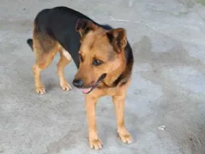 Cachorro raça SRD (Pastor com Rottwailer) idade 6 ou mais anos nome Thor