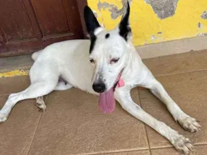 Cachorro raça SRD idade 5 anos nome Branquinha 