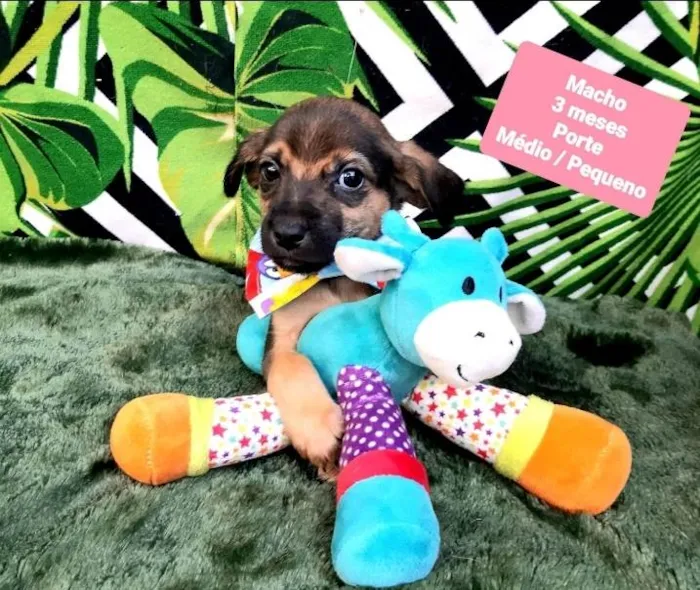 Cachorro raça Srd idade 2 a 6 meses nome Bob