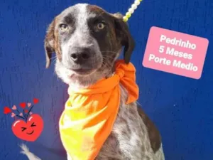 Cachorro raça Srd idade 2 a 6 meses nome Pedrinho