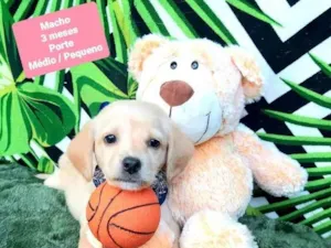 Cachorro raça Srd idade 2 a 6 meses nome Dean