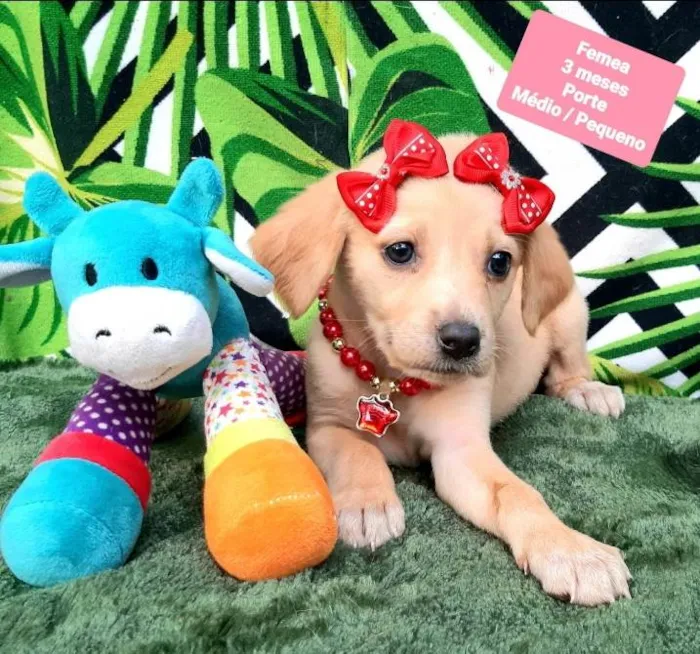 Cachorro raça Srd idade 2 a 6 meses nome Luiza