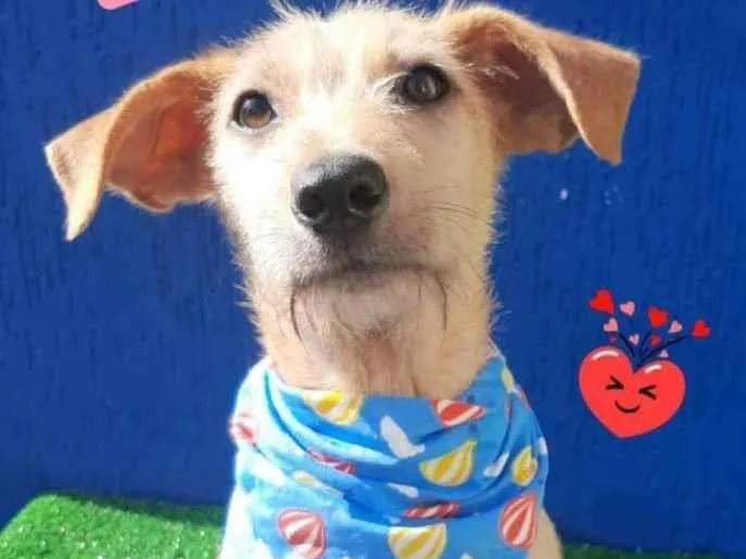 Cachorro raça Srd idade 2 a 6 meses nome Cascão 