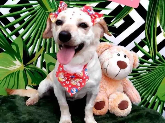 Cachorro raça Srd idade 1 ano nome Sharlot