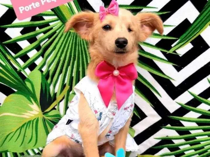 Cachorro raça Srd idade 2 a 6 meses nome Candy