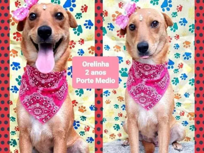 Cachorro raça Srd idade 2 anos nome Orelhinha