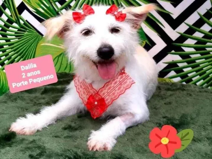 Cachorro raça Srd idade 2 anos nome Dalila