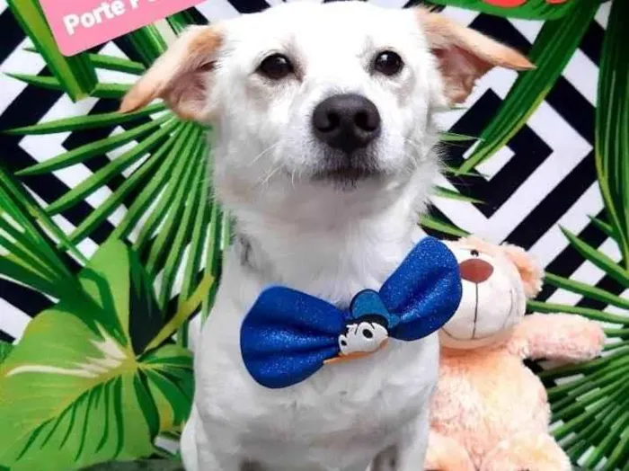 Cachorro raça Srd idade 2 anos nome Tomas