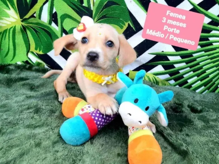 Cachorro raça Srd idade 2 a 6 meses nome Clara