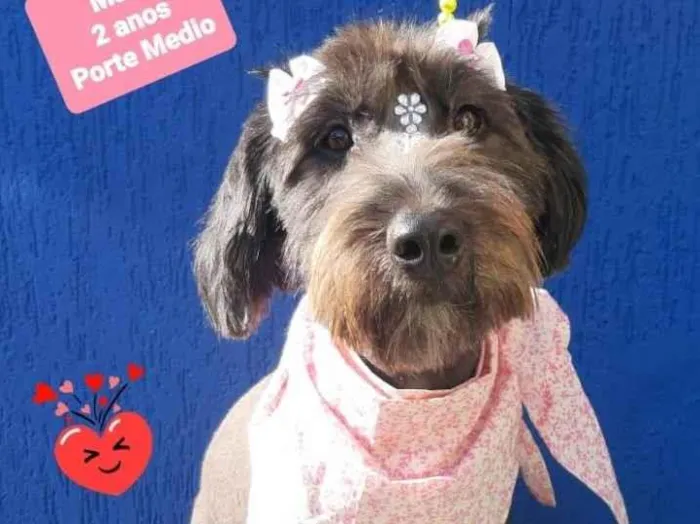 Cachorro raça Srd idade 2 anos nome Maia