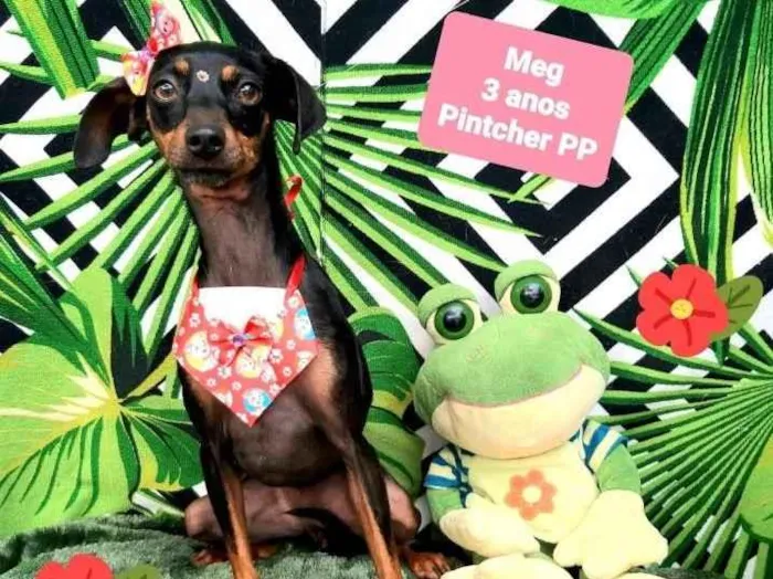 Cachorro raça Pinscher idade 3 anos nome Mag