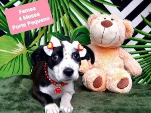 Cachorro raça Srd idade 2 a 6 meses nome Star