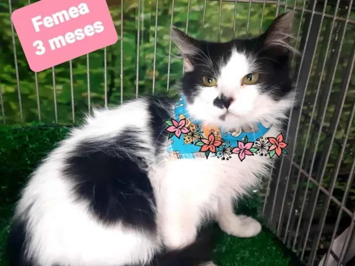 Gato raça Srd idade 2 a 6 meses nome Fox