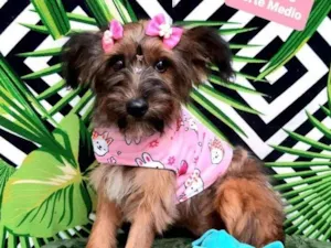 Cachorro raça Srd idade 2 a 6 meses nome Jully