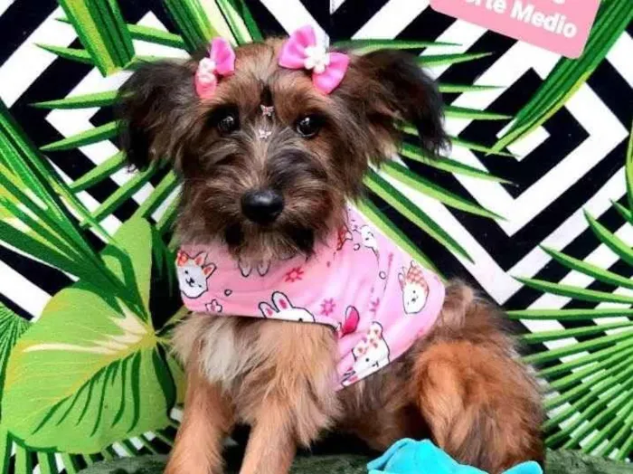 Cachorro raça Srd idade 2 a 6 meses nome Jully