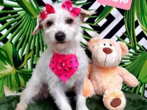 Cachorro raça Srd idade 1 ano nome Mia