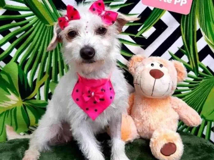 Cachorro raça Srd idade 1 ano nome Mia