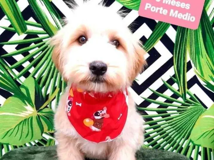 Cachorro raça Srd idade 2 a 6 meses nome Jack