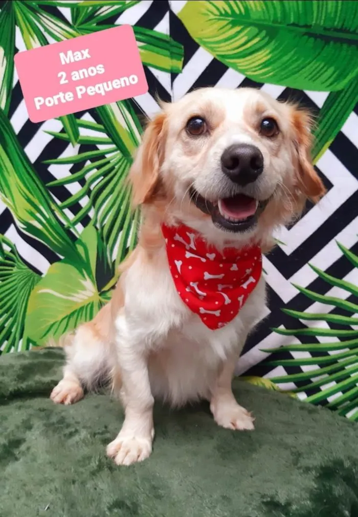 Cachorro raça Srl idade 2 anos nome Max