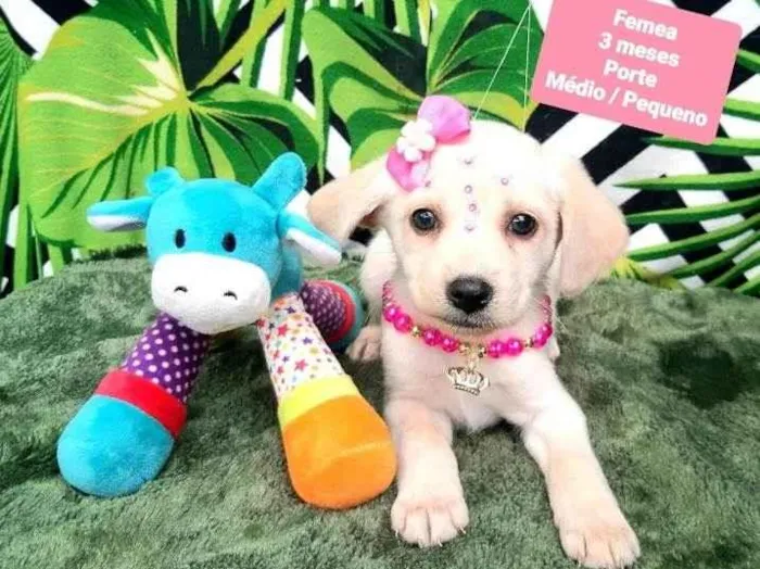 Cachorro raça Srd idade 2 a 6 meses nome Molly