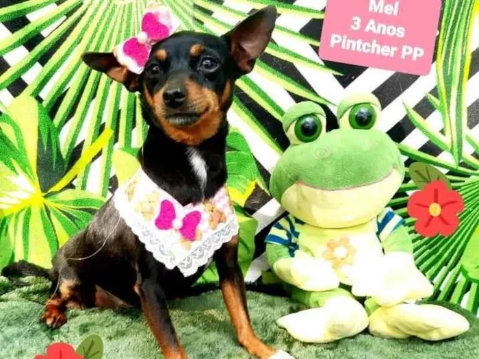 Cachorro raça Pinscher idade 3 anos nome Mel 