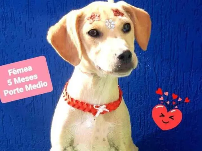 Cachorro raça Srd idade 2 a 6 meses nome Grace