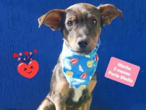Cachorro raça Srd idade 2 a 6 meses nome Tobias