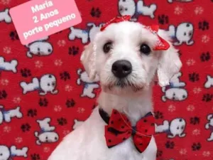 Cachorro raça Srd idade 2 anos nome Maria 