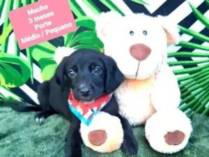 Cachorro raça Srd idade 2 a 6 meses nome Smoke