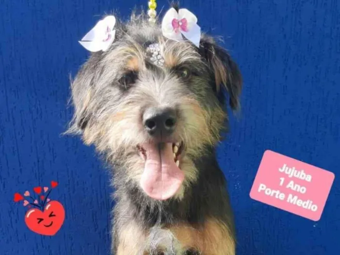 Cachorro raça Srd idade 1 ano nome Jujuba