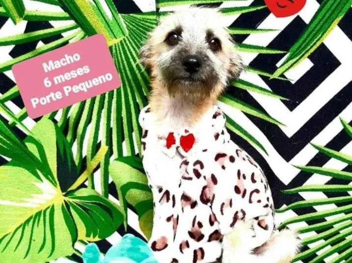 Cachorro raça Srd idade 2 a 6 meses nome Luis