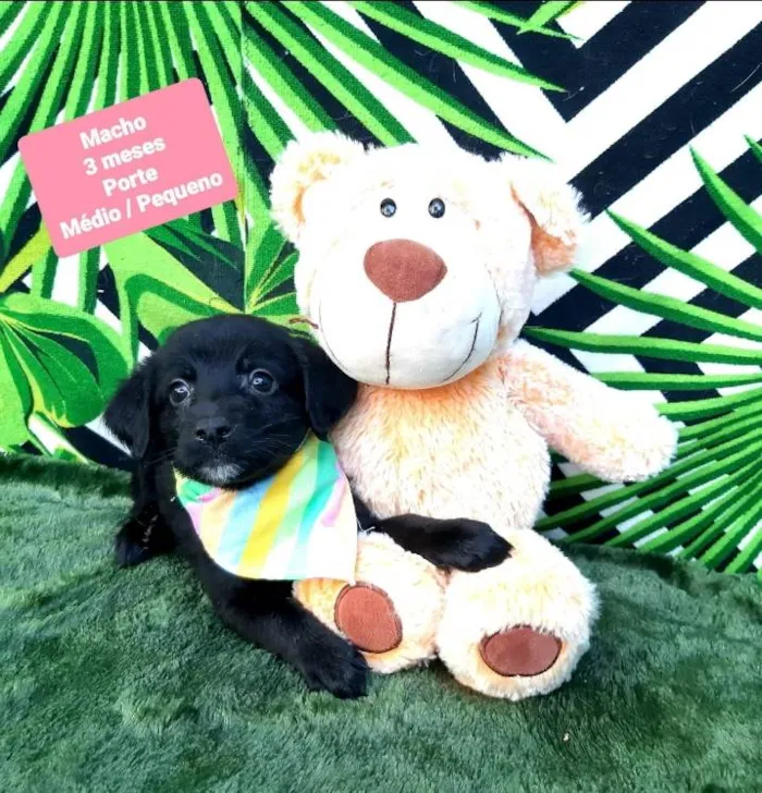 Cachorro raça Srd idade 2 a 6 meses nome Neon