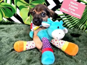 Cachorro raça Srd idade 2 a 6 meses nome Bob