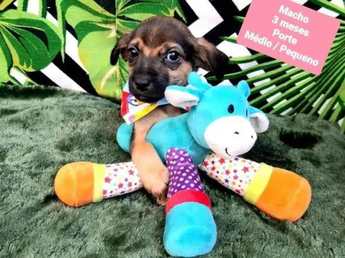 Cachorro raça Srd idade 2 a 6 meses nome Bob