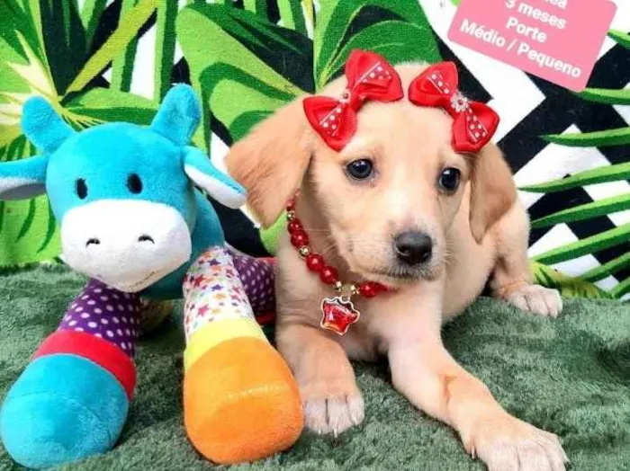 Cachorro raça Srd idade 2 a 6 meses nome Luiza