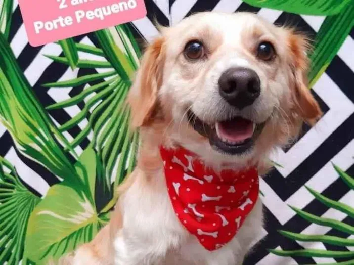 Cachorro raça Srl idade 2 anos nome Max