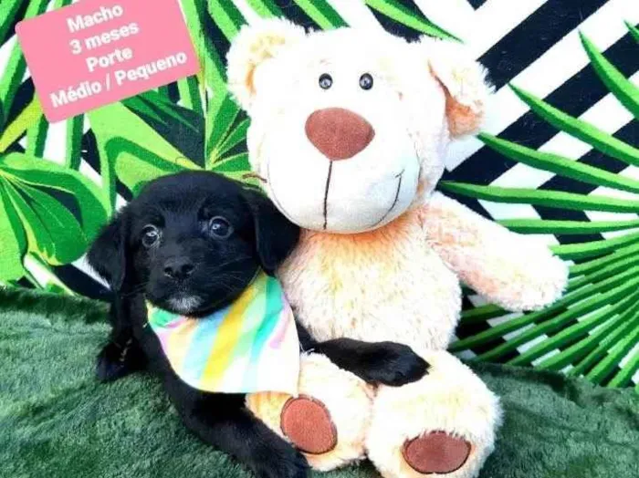 Cachorro raça Srd idade 2 a 6 meses nome Neon