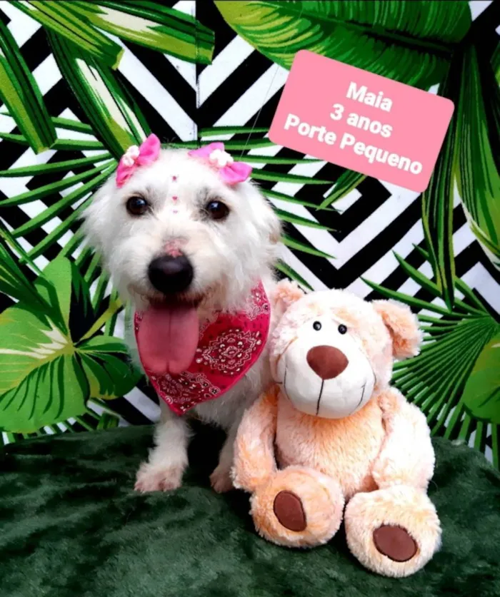 Cachorro raça Srd idade 3 anos nome Maia