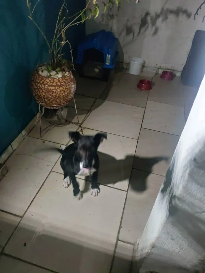 Cachorro ra a Não sei  idade 2 a 6 meses nome Pipoca 