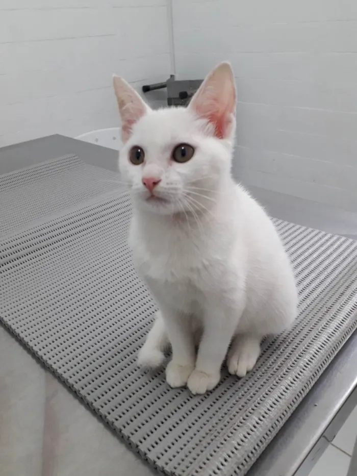 Gato raça Srd idade 2 a 6 meses nome Maya