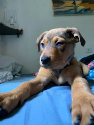 Cachorro raça Rottweiler  idade 2 a 6 meses nome Lunna