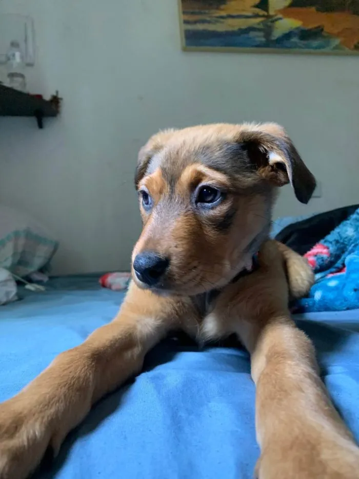Cachorro raça Rottweiler  idade 2 a 6 meses nome Lunna