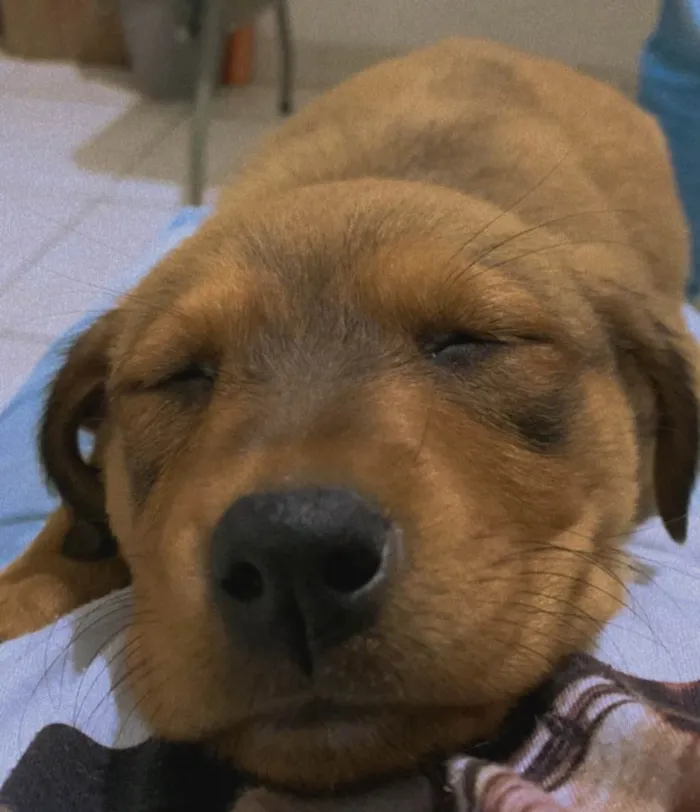 Cachorro raça Rottweiler  idade 2 a 6 meses nome Lunna