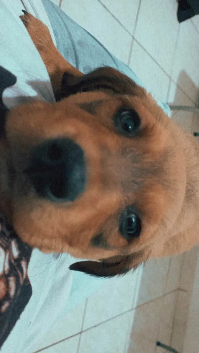 Cachorro raça Rottweiler  idade 2 a 6 meses nome Lunna
