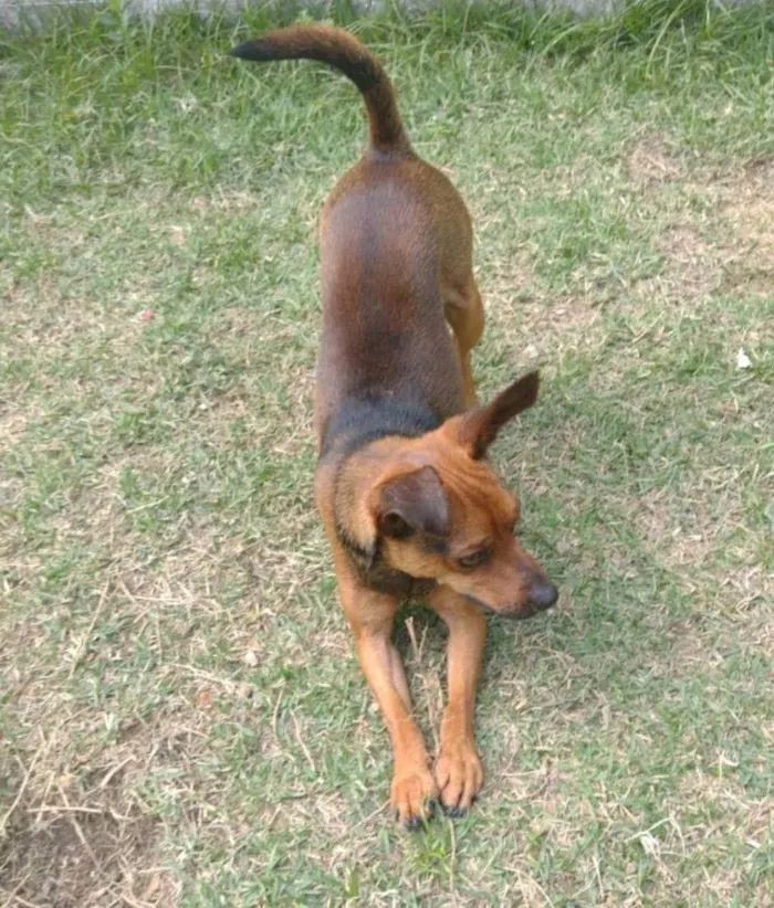 Gato ra a SRD idade 1 ano nome Hércules 