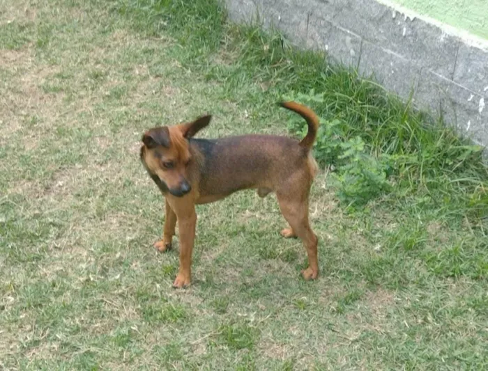 Gato ra a SRD idade 1 ano nome Hércules 
